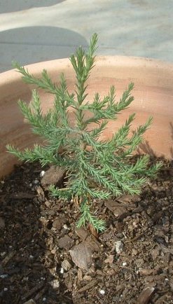 Seqseedling